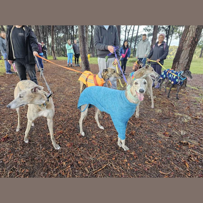 Photo of Franky, The Greyhound