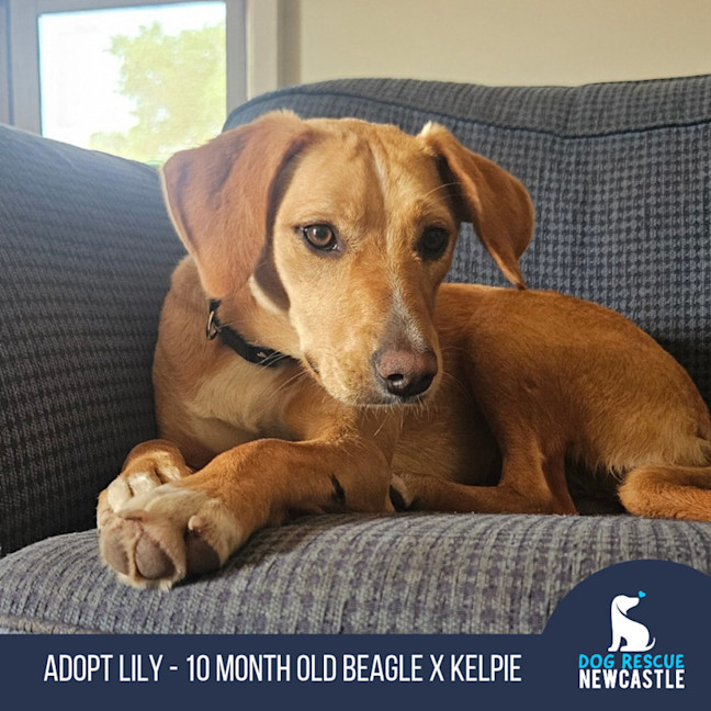 Photo of Lily   10 Month Old Beagle X Kelpie