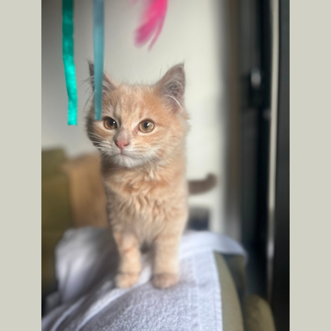 Photo of Cleo   Located In Kensington