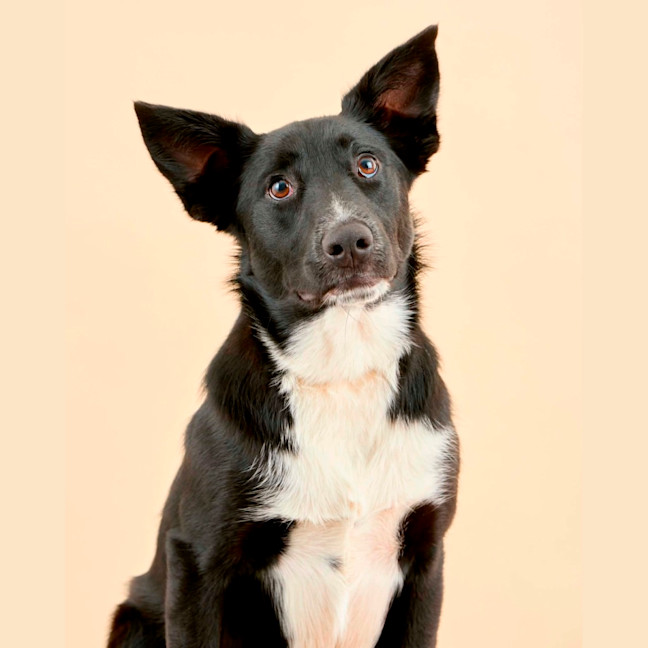 Photo of Cosmo