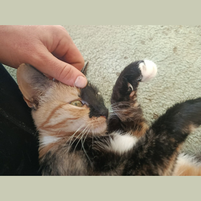 Photo of Luna