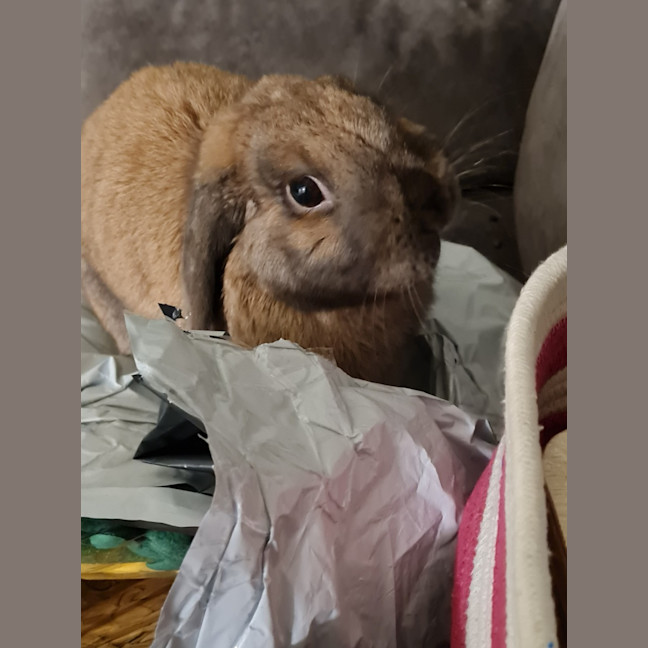 Photo of Ultimate Cookie