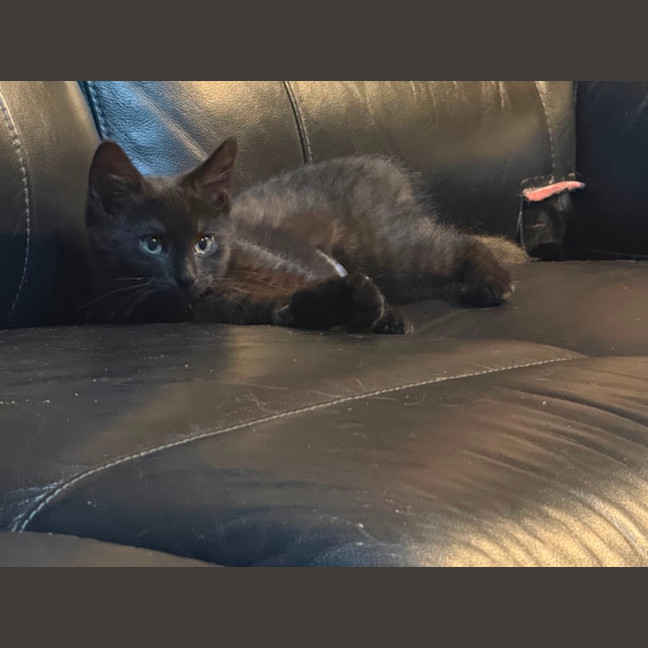 Photo of Azalea Meet Me At Petstock Chelsea