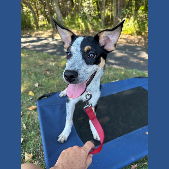 Photo of D1247 Imogen