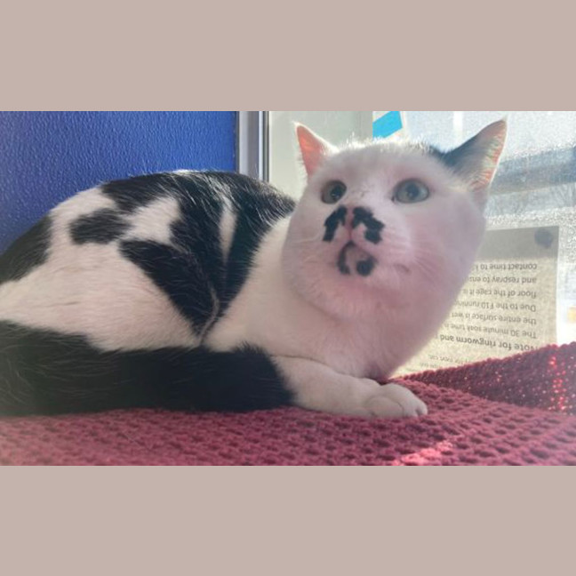 Photo of Milkshake