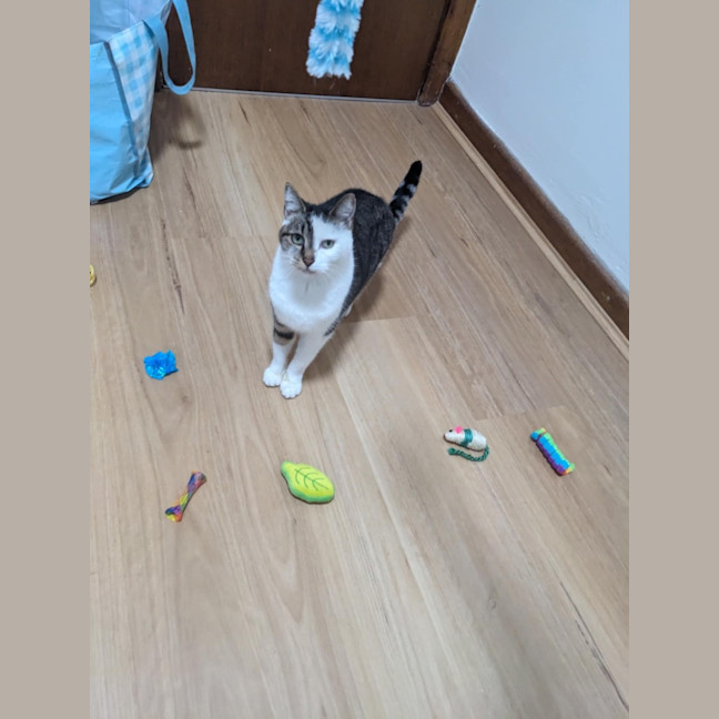 Photo of Ziggy Stardust ⚡️