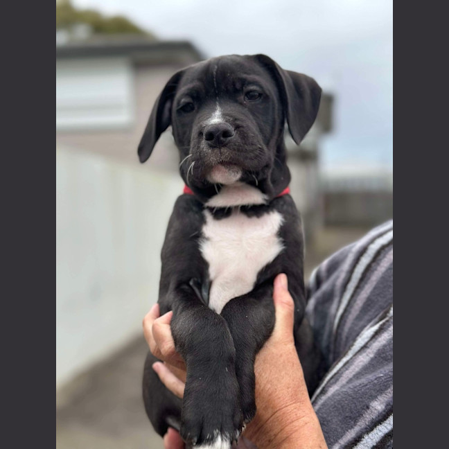 Photo of Zuko   9 Week Old Staffy X