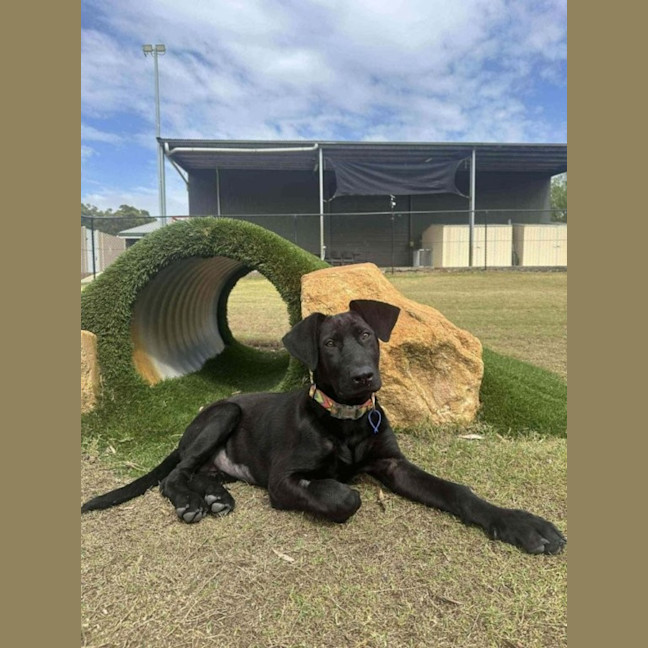 Photo of Elphaba   5 Month Old Shepherd X