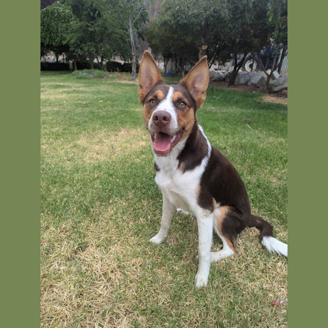 Photo of Jasper