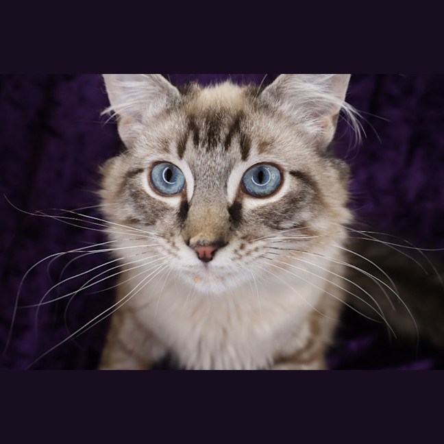 Photo of Cisco