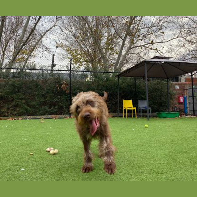 Photo of Rufus