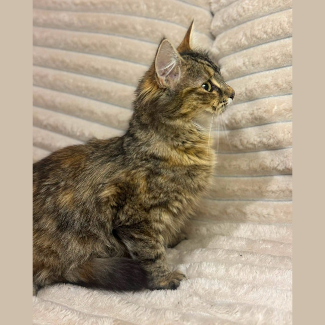 Photo of Puma