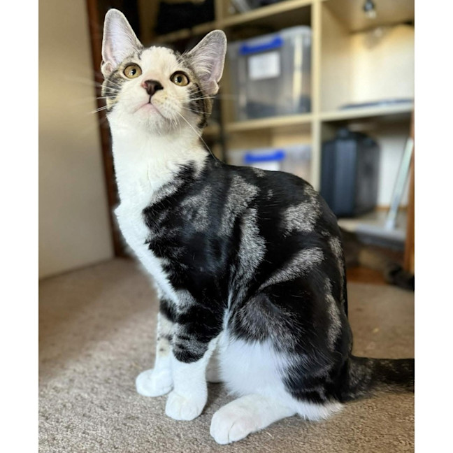 Photo of 13139   Sable