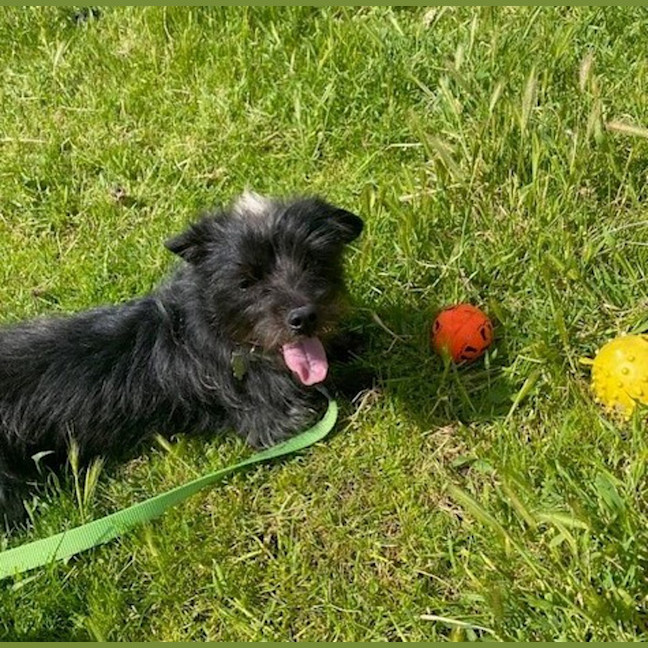Photo of Skunky Brewster 