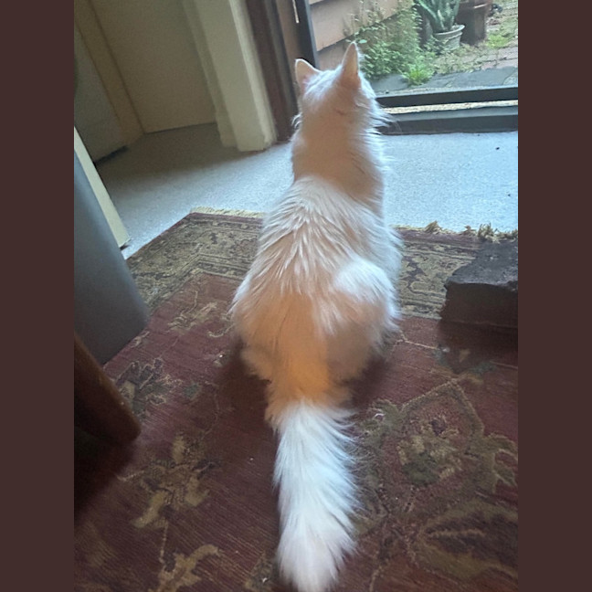 Photo of Little Dove 