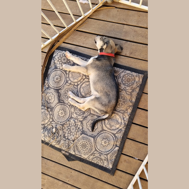 Photo of Balto (Spyro)