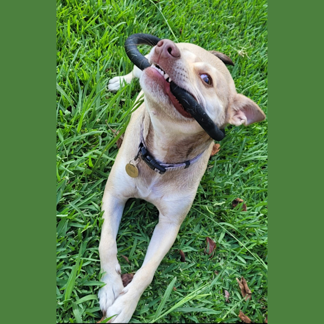 Photo of Mack   2 Year Old Chihuahua X Staffy