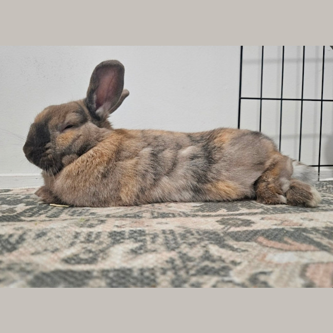 Photo of Dusty