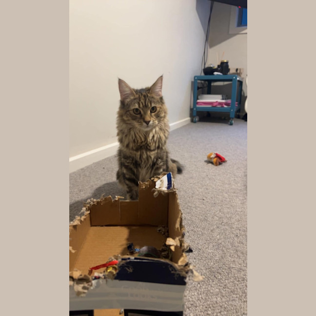 Photo of Maple