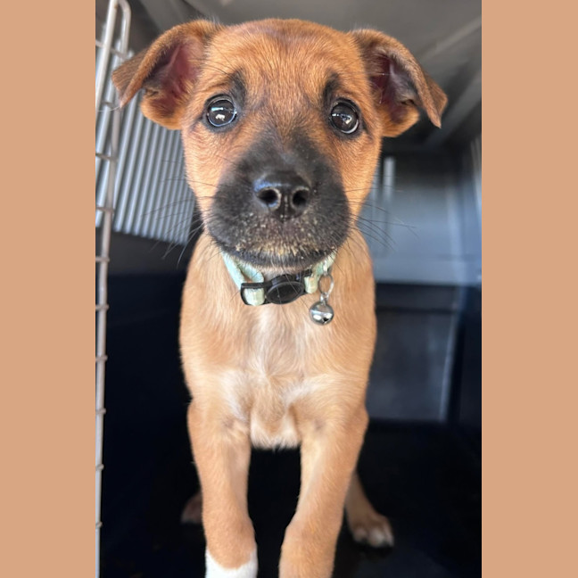 Photo of The Hawaiian Girls!