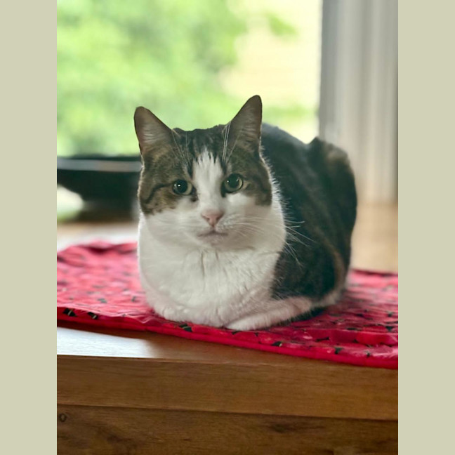Photo of Missy