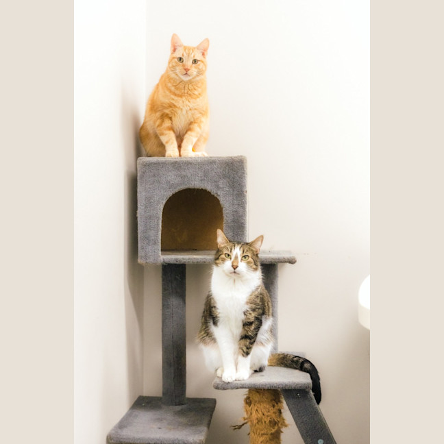 Photo of Spot