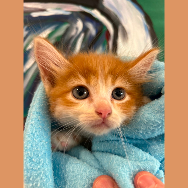 Photo of Cheeto