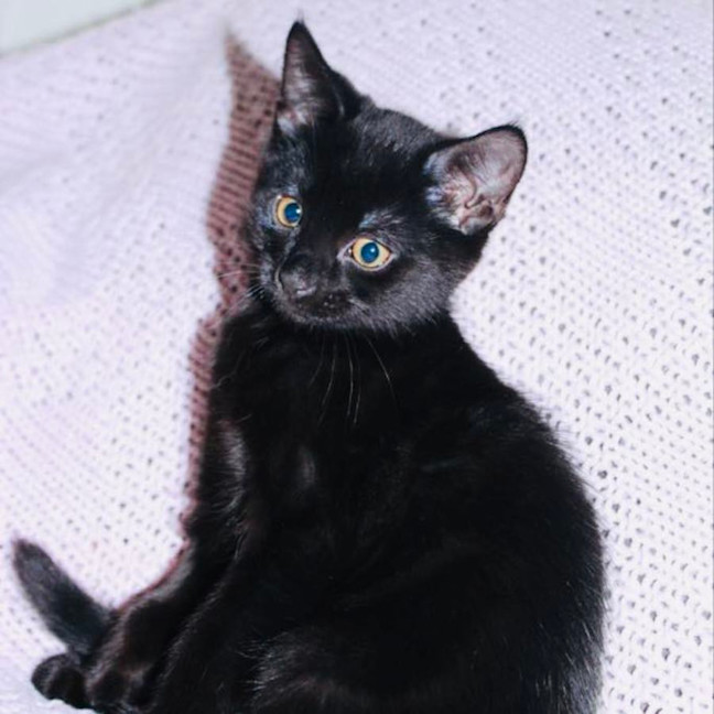 Photo of Bonsai   Located In Croydon