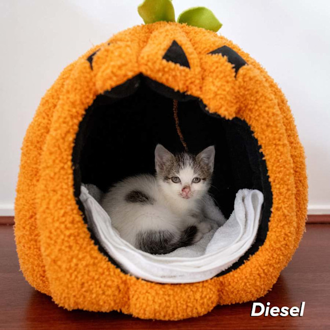 Photo of Diesel