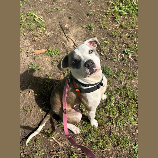 Photo of Enzo