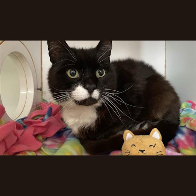 Photo of Big Best Baby Boy Bernard