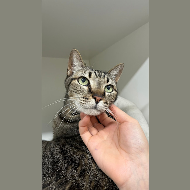 Photo of Toby