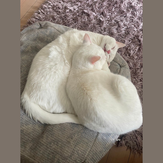 Photo of Bella & Bello