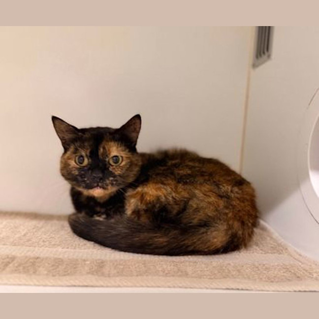 Photo of Callie