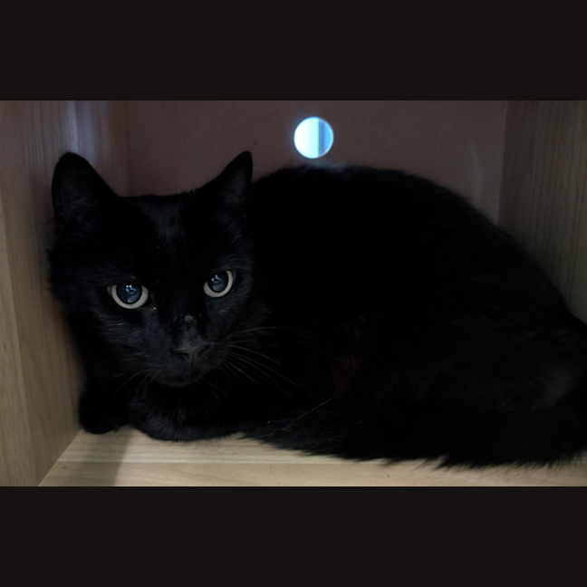 Photo of Torta Ahogada