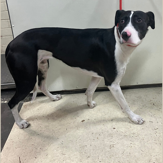 Photo of Dobby