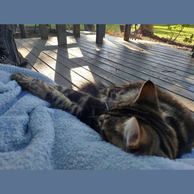 Photo of Mr Tabby Pants