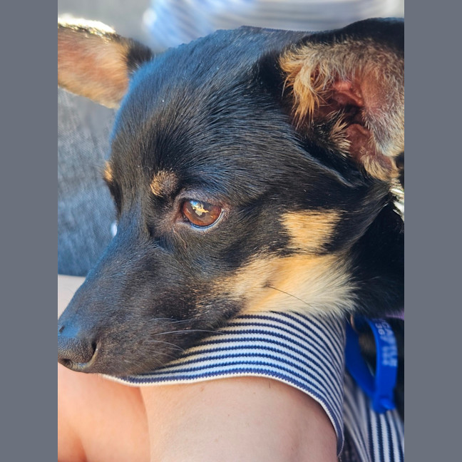 Photo of Alfie  9 Month Old Chihuahua X Dachshund 