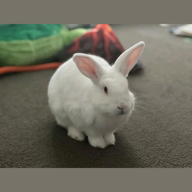 Photo of Alon (W Just Millie)