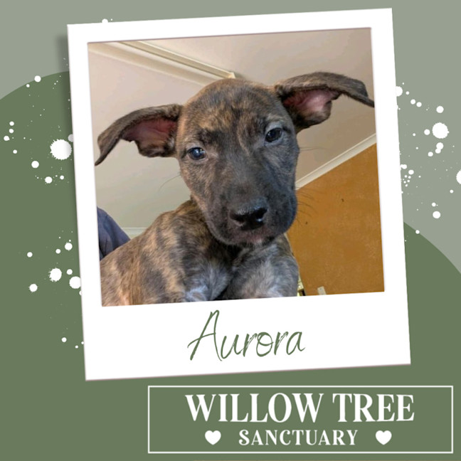 Photo of Aurora