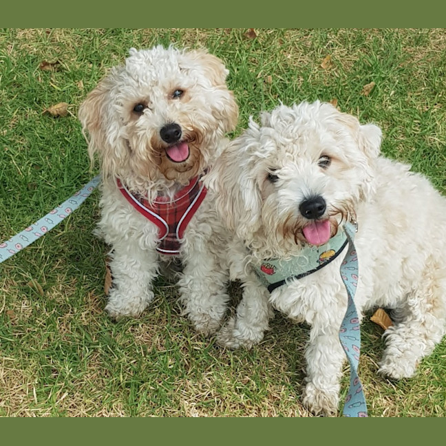 Photo of Charlie And Romeo Gallucci