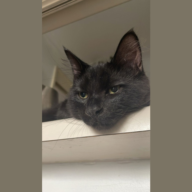 Photo of Shadow