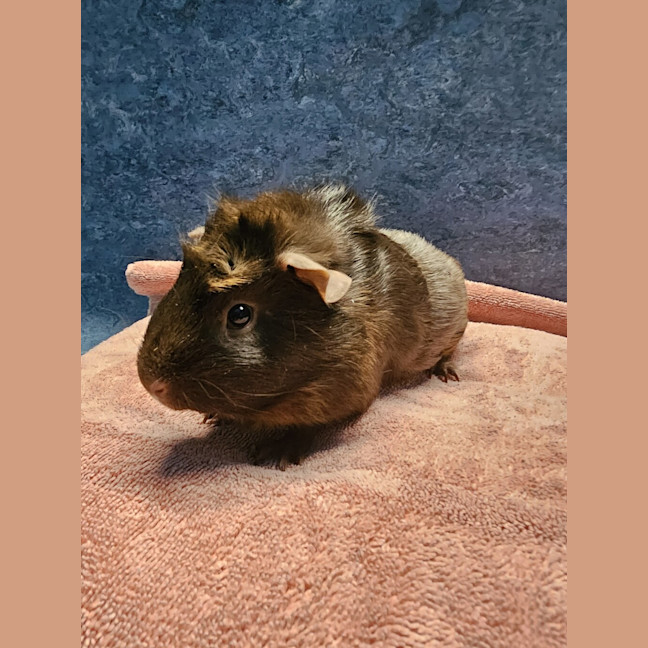 Photo of Ruby (Bonded With Tabitha)