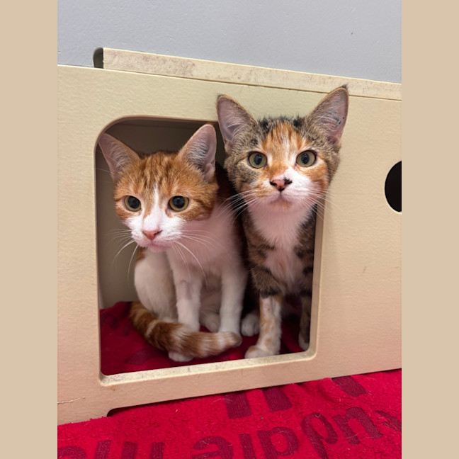 Photo of Mila & Mitzy