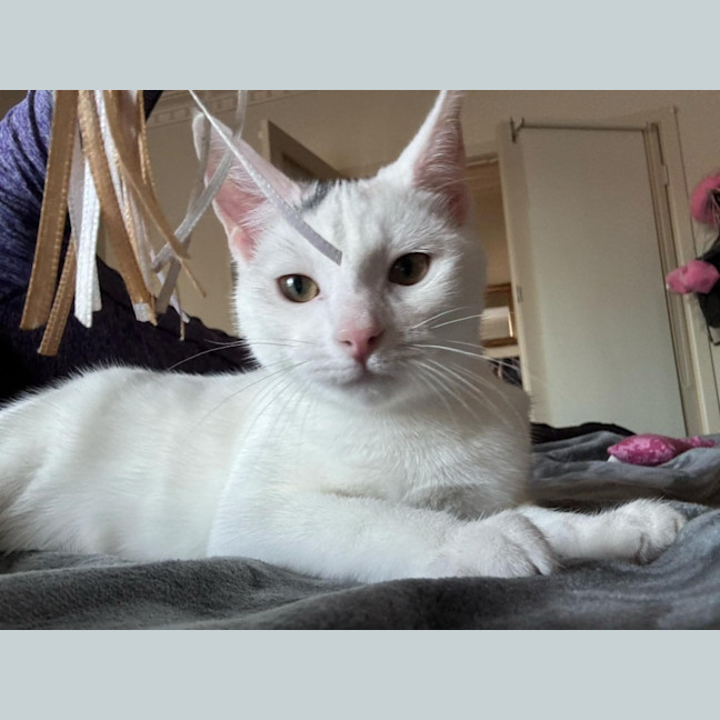 Photo of Tia   Located In Fawkner