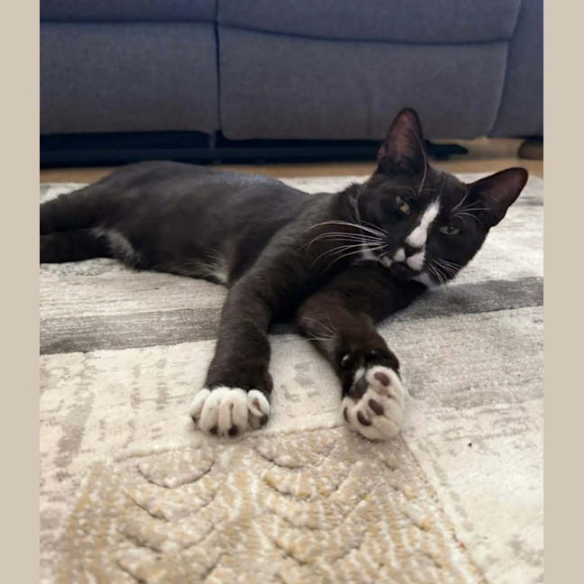 Photo of Apollo