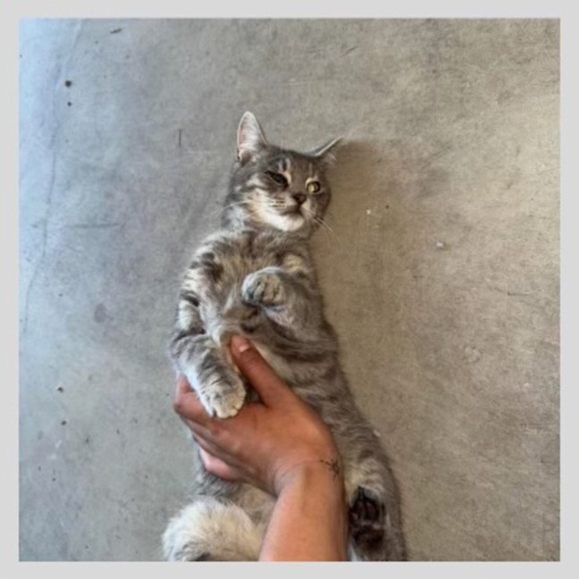 Photo of Juno