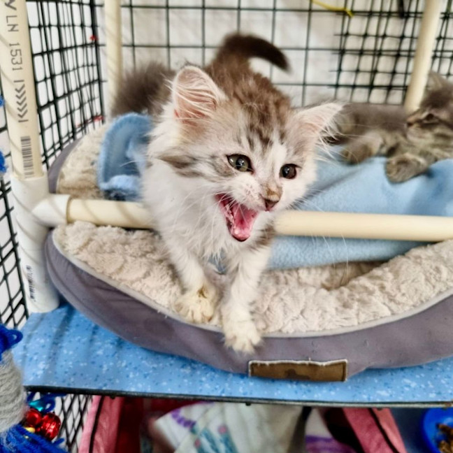 Photo of Tiny Dancer