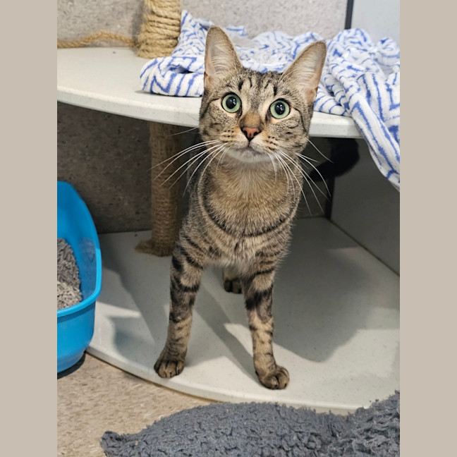 Photo of Lucky Tiger