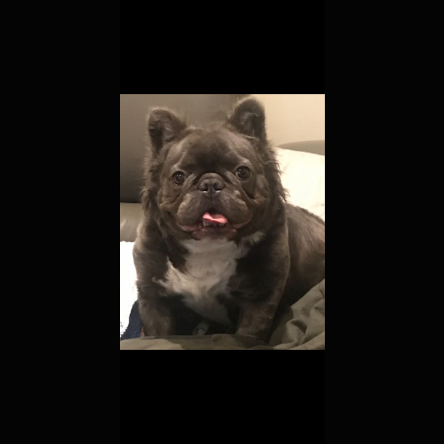 Photo of Bear